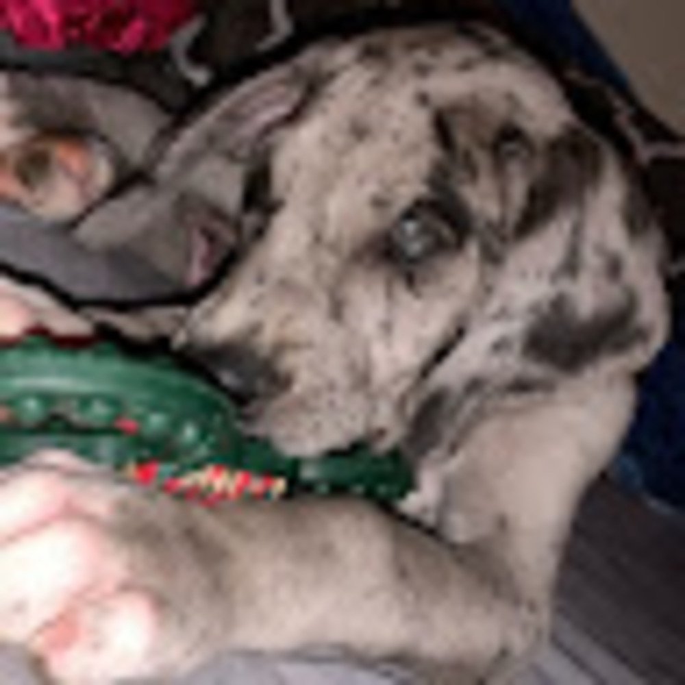 Meet your Posher, Kam